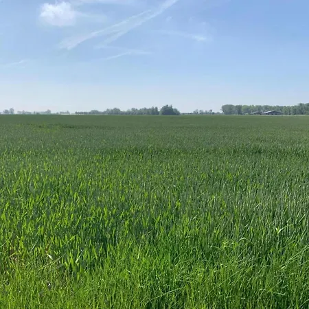 In Near The * ניופורט